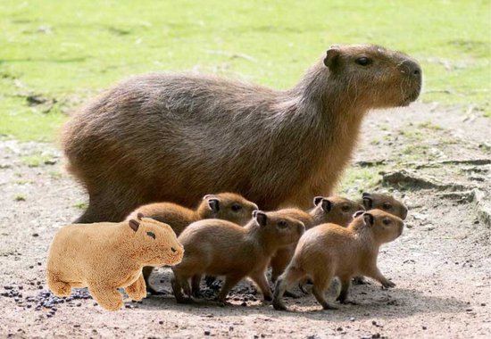 Capybara knuffel